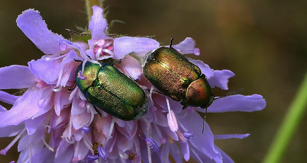 Zmróżka złotawa (Cryptocephalus sericeus)