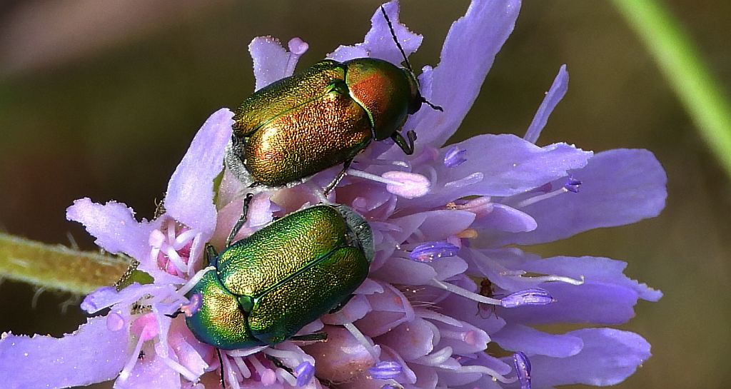 Zmróżka złotawa (Cryptocephalus sericeus)