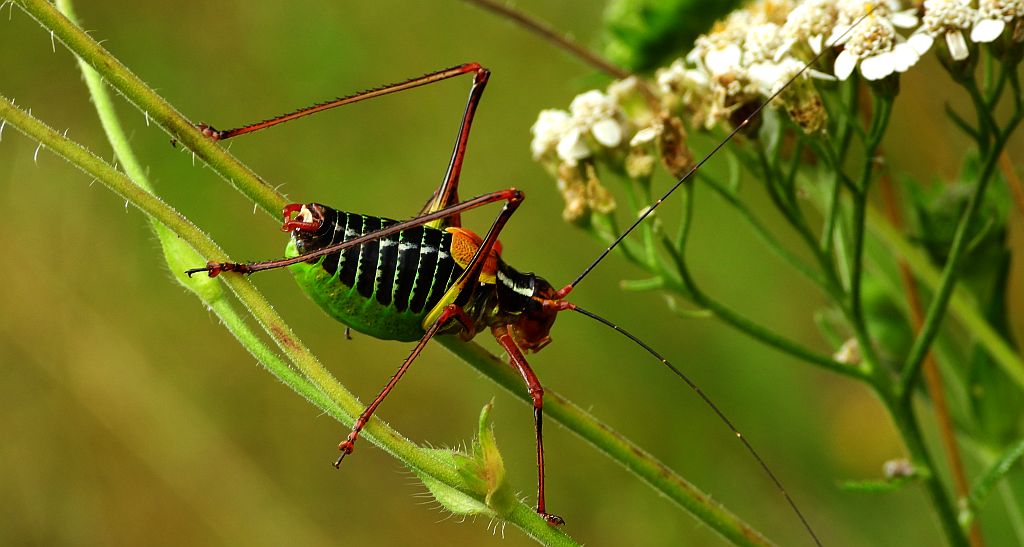 Opaślik sosnowiec (Barbitistes constrictus)