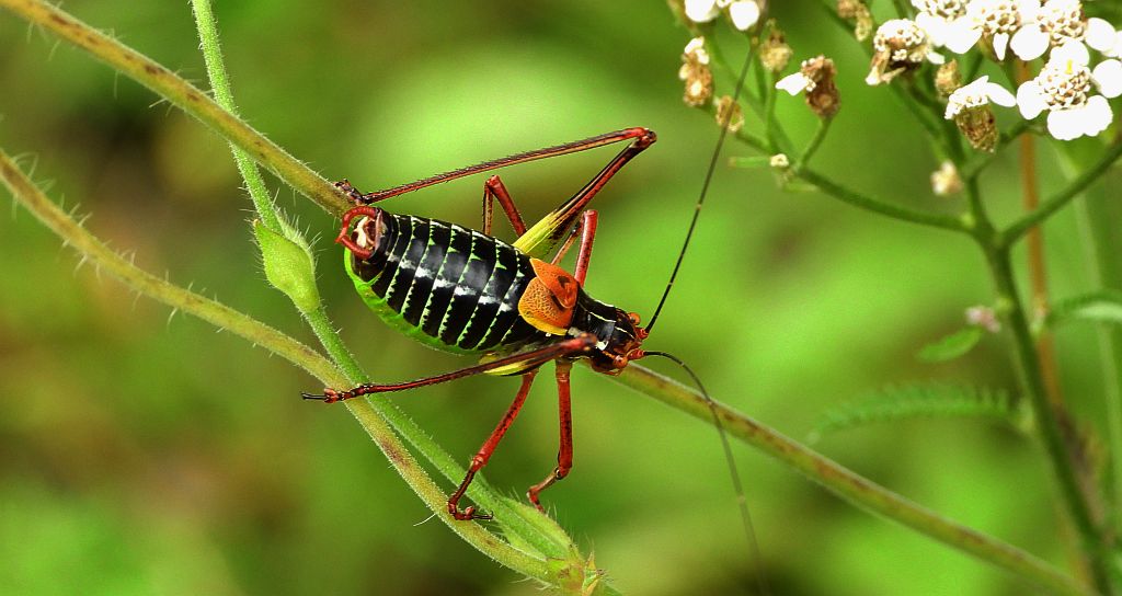 Opaślik sosnowiec (Barbitistes constrictus)