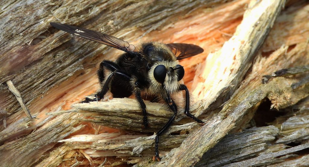 Wierzchołówka garbata (Laphria gibbosa)