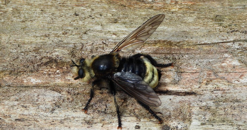 Wierzchołówka garbata (Laphria gibbosa)