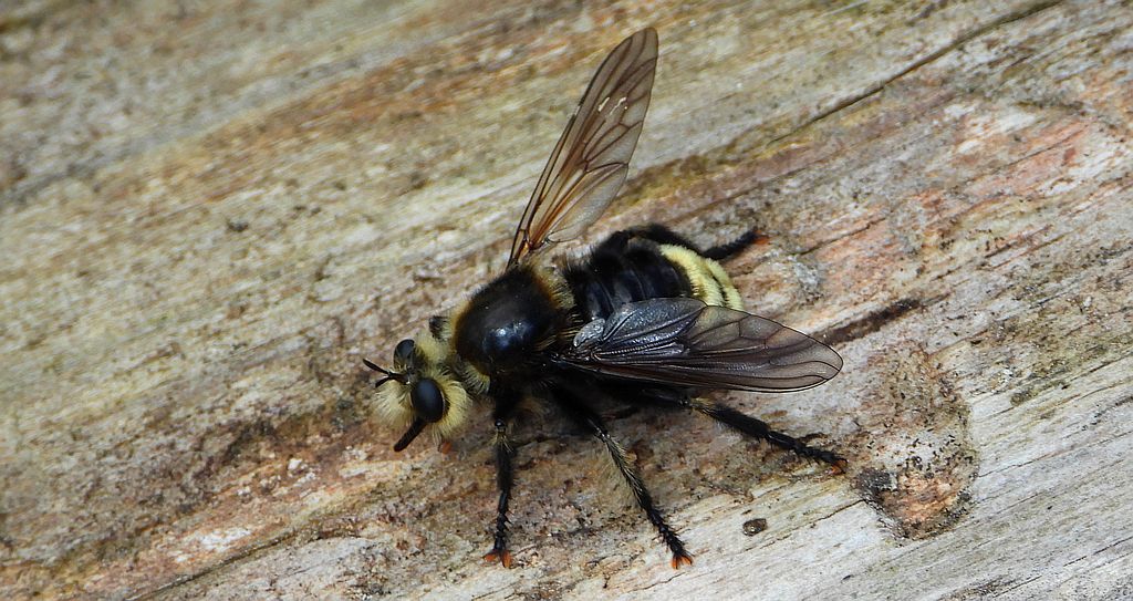 Wierzchołówka garbata (Laphria gibbosa)