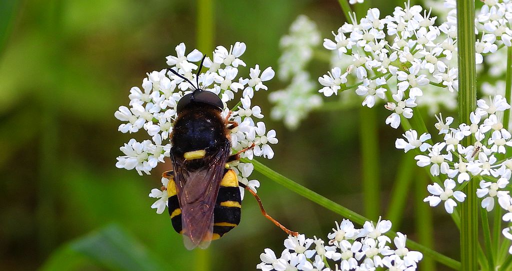 Zmrużek płaskobrzuchy (Stratiomys potamida)