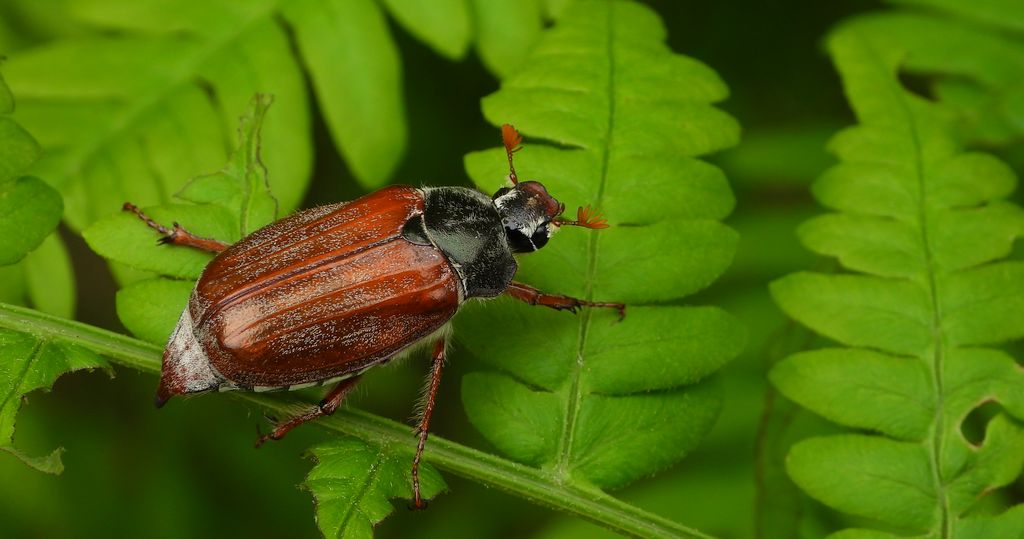 Chrabąszcz majowy (Melolontha melolontha)
