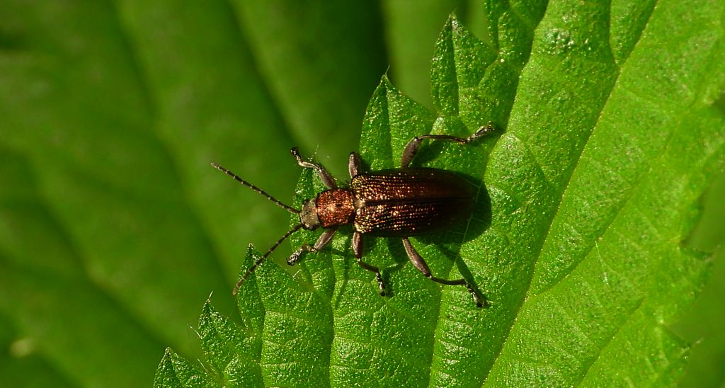Rzęsielnica zmiennobarwna (Donacia simplex)