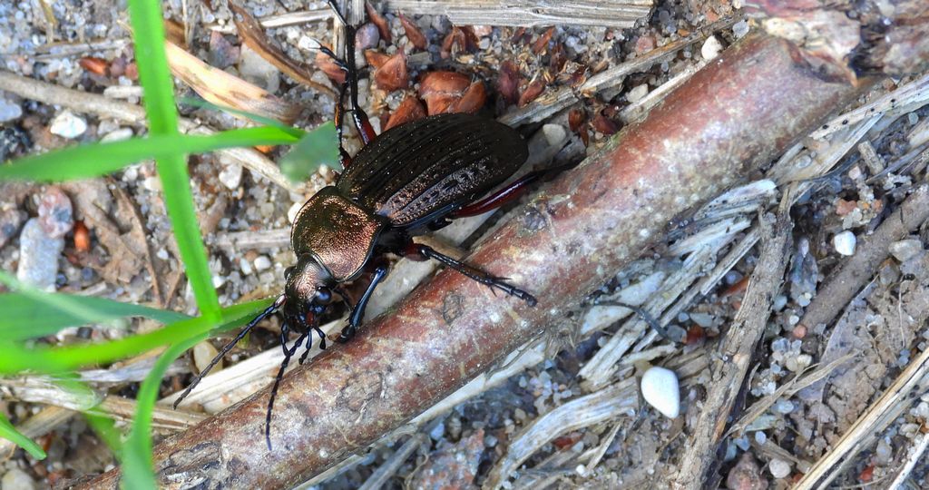 Biegacz wręgaty (Carabus cancellatus)