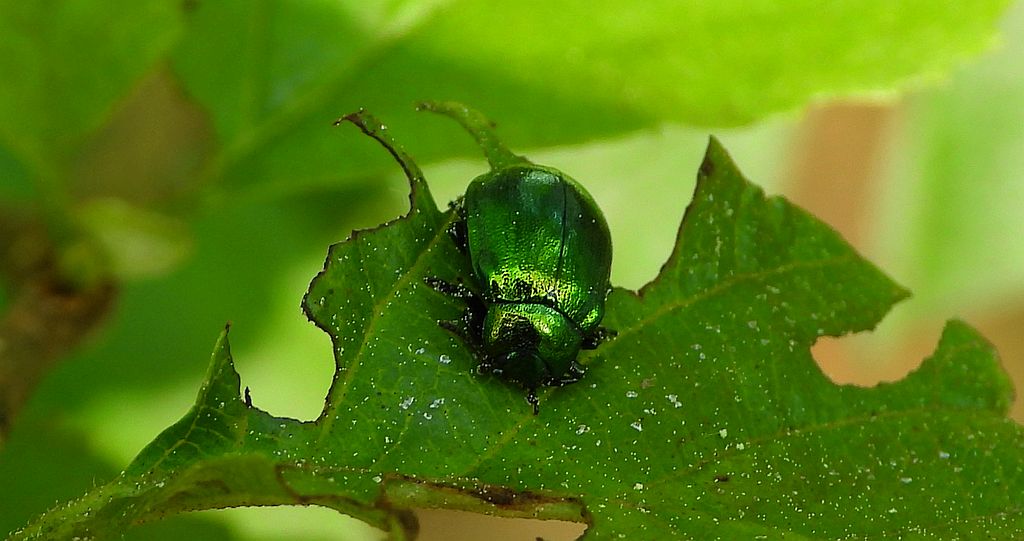 Złotka miętówka (Chrysolina herbacea)