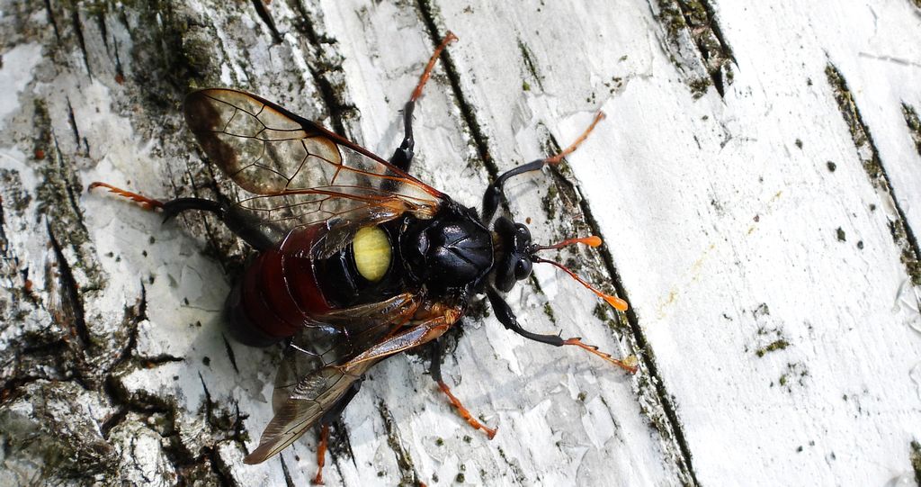Bryzgun brzozowiec (Cimbex femoratus)