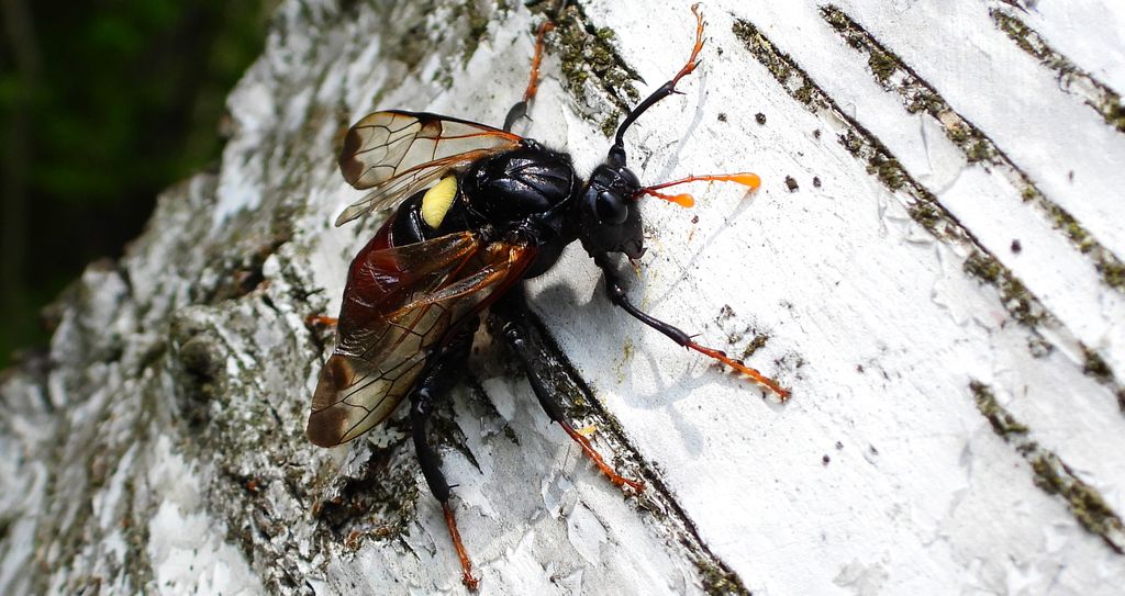 Bryzgun brzozowiec (Cimbex femoratus)