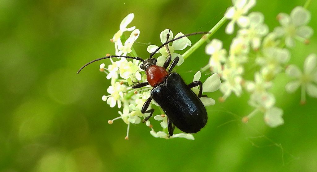 Rozpylak topolowy (Dinoptera collaris)