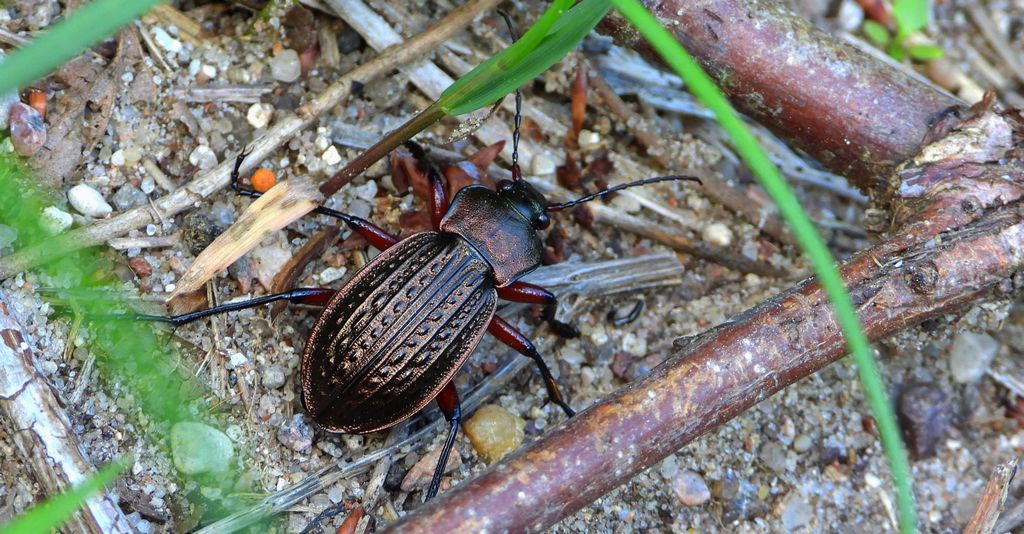 Biegacz wręgaty (Carabus cancellatus)