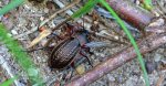 Biegacz wręgaty (Carabus cancellatus)