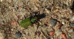 Trzyszcz polny (Cicindela campestris)