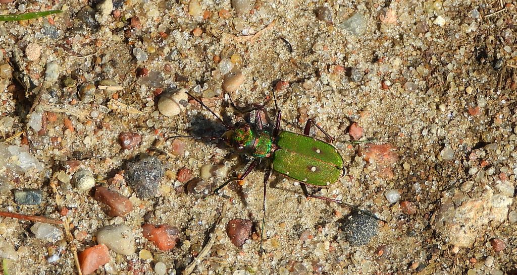 Trzyszcz polny (Cicindela campestris)