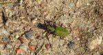 Trzyszcz polny (Cicindela campestris)