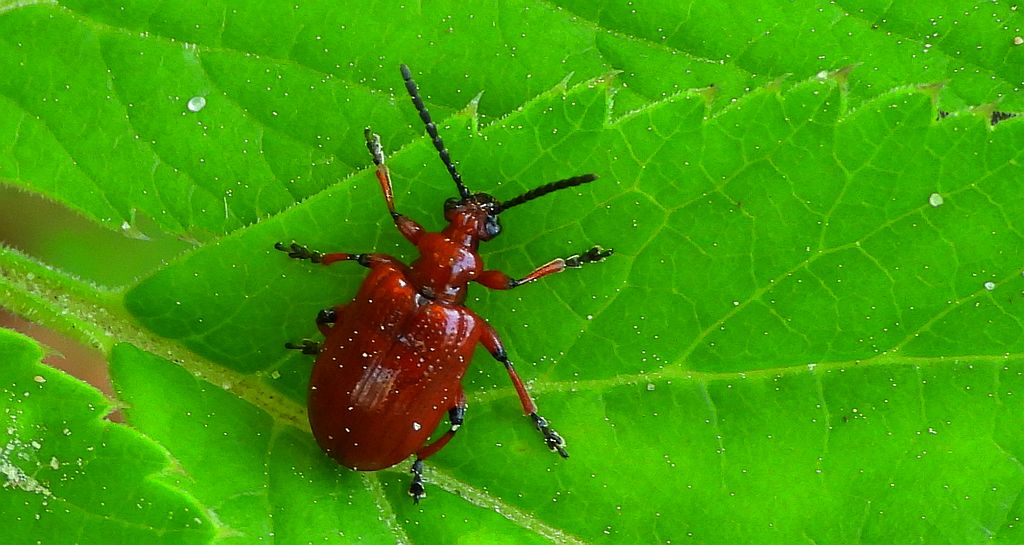 Poskrzypka cebulowa (Lilioceris merdigera)