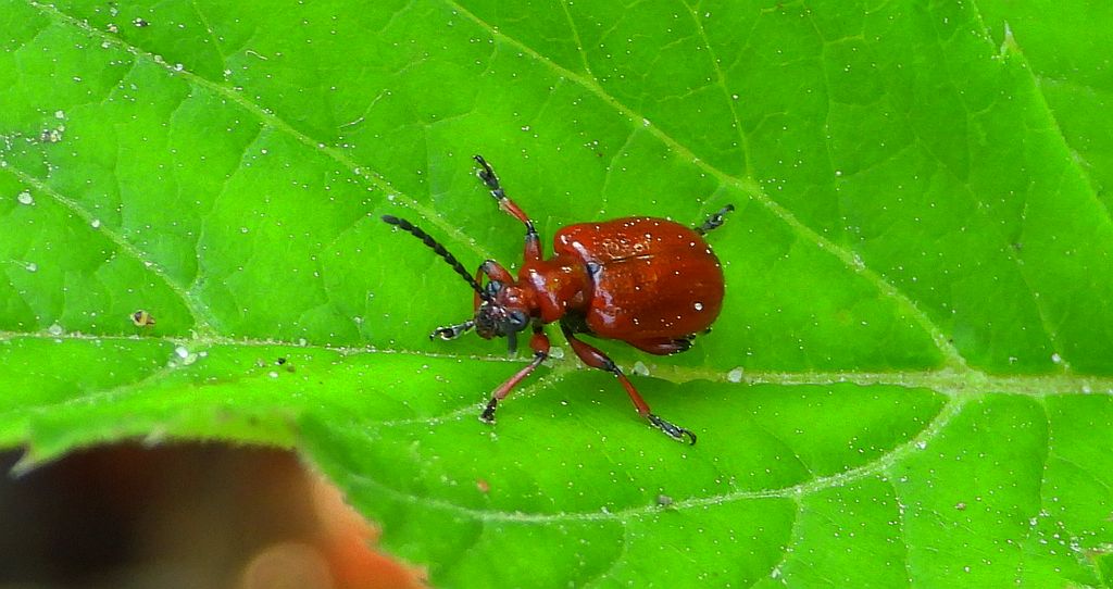 Poskrzypka cebulowa (Lilioceris merdigera)