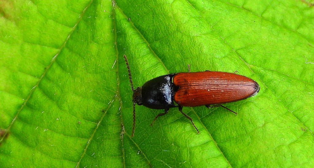 Sprężyk sosnowy (Ampedus sanguineus)