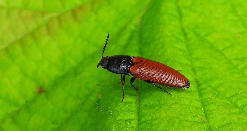 Sprężyk sosnowy (Ampedus sanguineus)