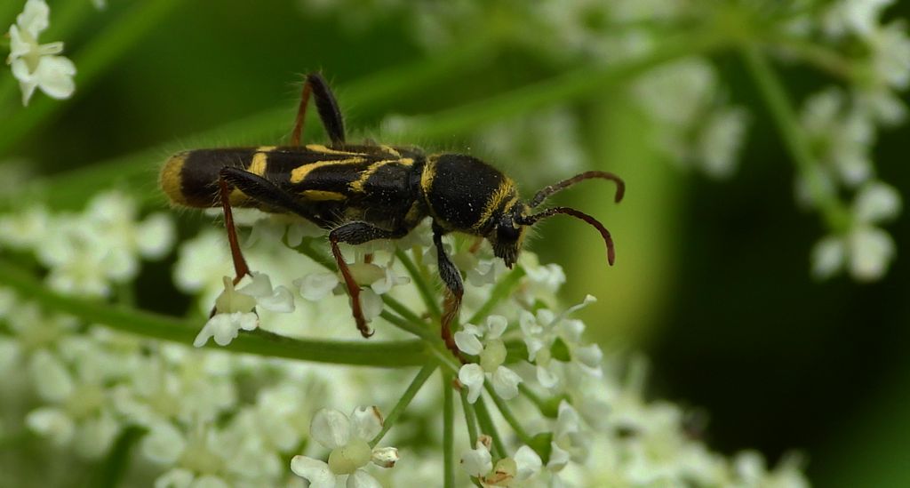 Biegowiec klonowy (Cyrtoclytus capra)