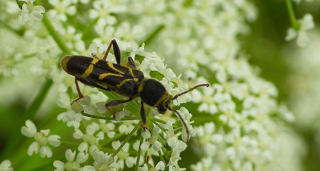 Biegowiec klonowy (Cyrtoclytus capra)