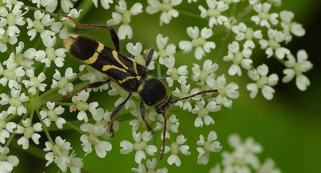 Biegowiec klonowy (Cyrtoclytus capra)