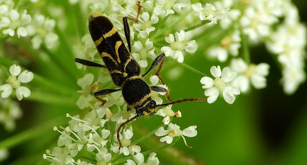 Biegowiec klonowy (Cyrtoclytus capra)