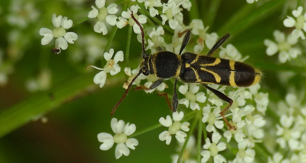 Biegowiec klonowy (Cyrtoclytus capra)