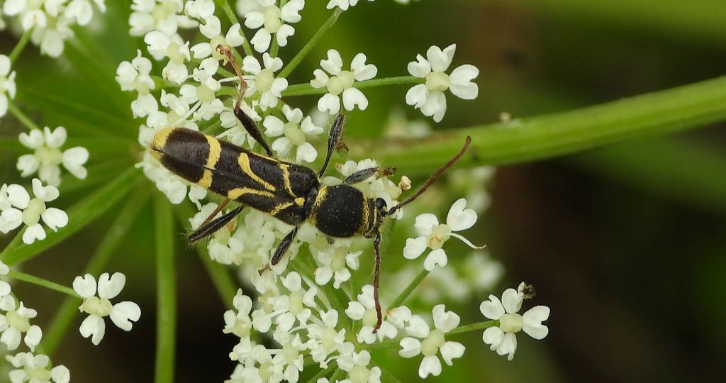Biegowiec klonowy (Cyrtoclytus capra)
