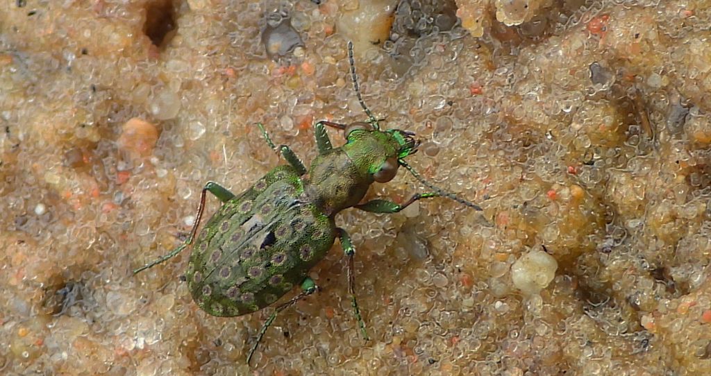 Pierzchotek przybrzeżny (Elaphrus riparius)