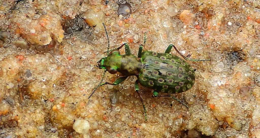 Pierzchotek przybrzeżny (Elaphrus riparius)