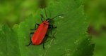 Ogniczek większy (Pyrochroa coccinea)