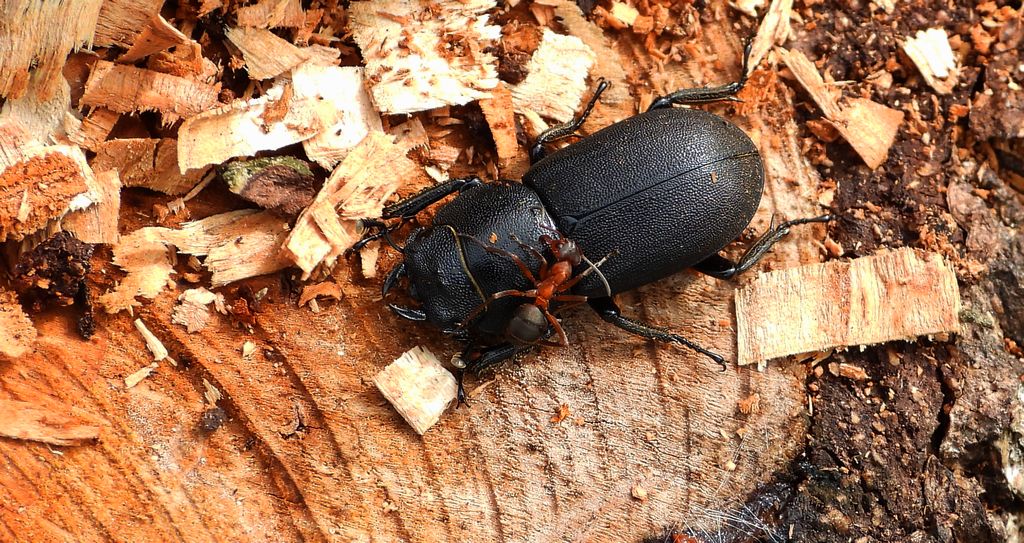 Ciołek matowy (Dorcus parallelipipedus)