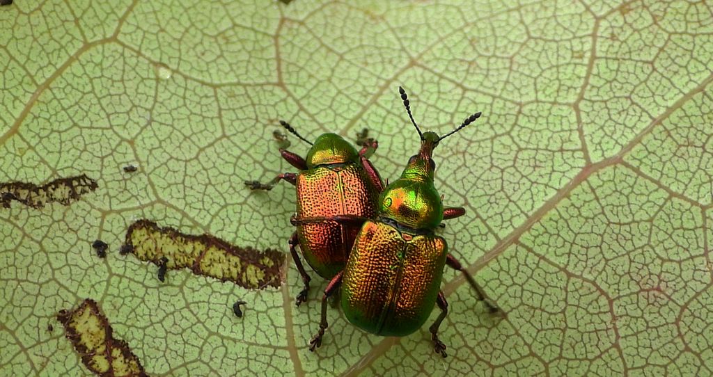 Tutkarz topolowiec (Byctiscus populi)
