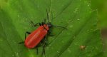 Ogniczek większy (Pyrochroa coccinea)
