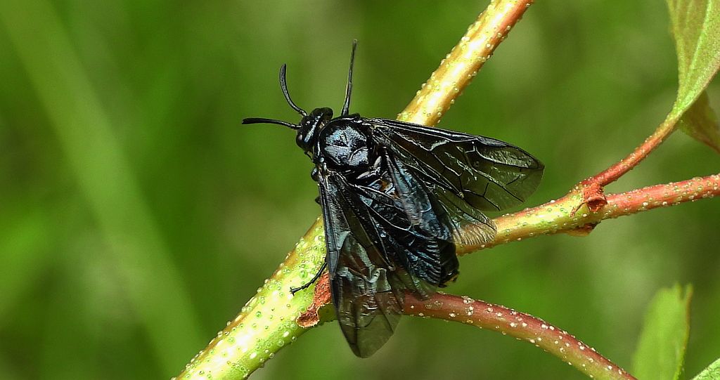 Owrzódka konwaliowa (Phymatocera aterrima)