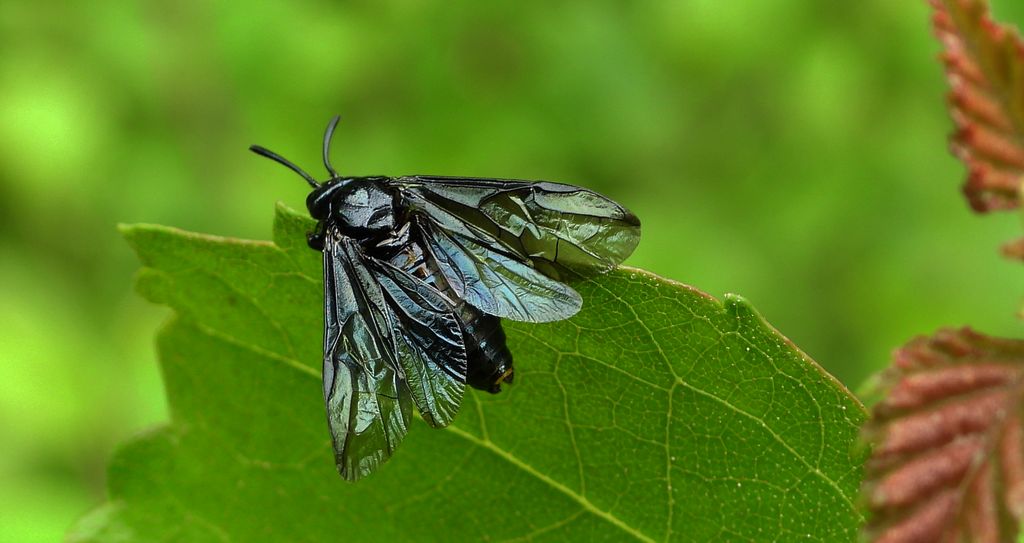 Owrzódka konwaliowa (Phymatocera aterrima)