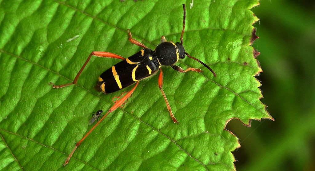 Biegowiec osowaty (Clytus arietis)