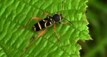 Biegowiec osowaty (Clytus arietis)