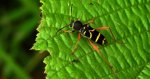 Biegowiec osowaty (Clytus arietis)