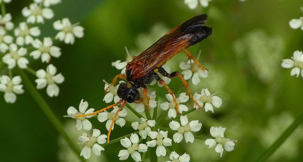 Pilarz polny (Tenthredo campestris)