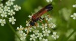 Pilarz polny (Tenthredo campestris)