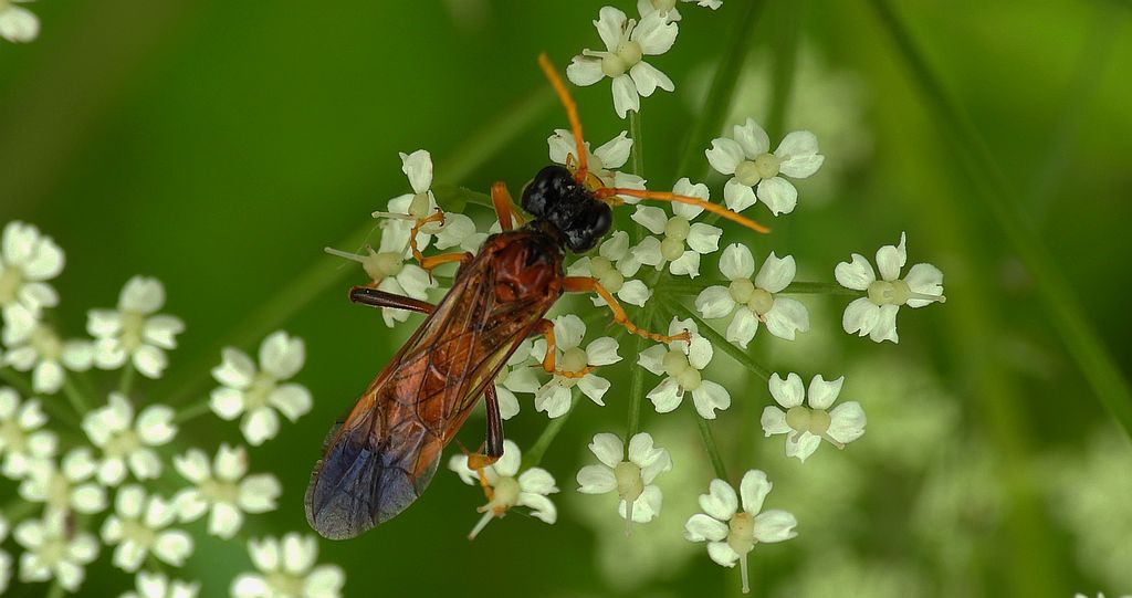 Pilarz polny (Tenthredo campestris)