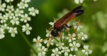 Pilarz polny (Tenthredo campestris)