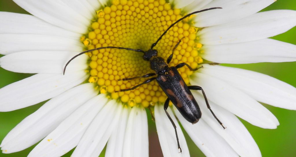 Zmorsznik sześcioplamek (Anoplodera sexguttata)