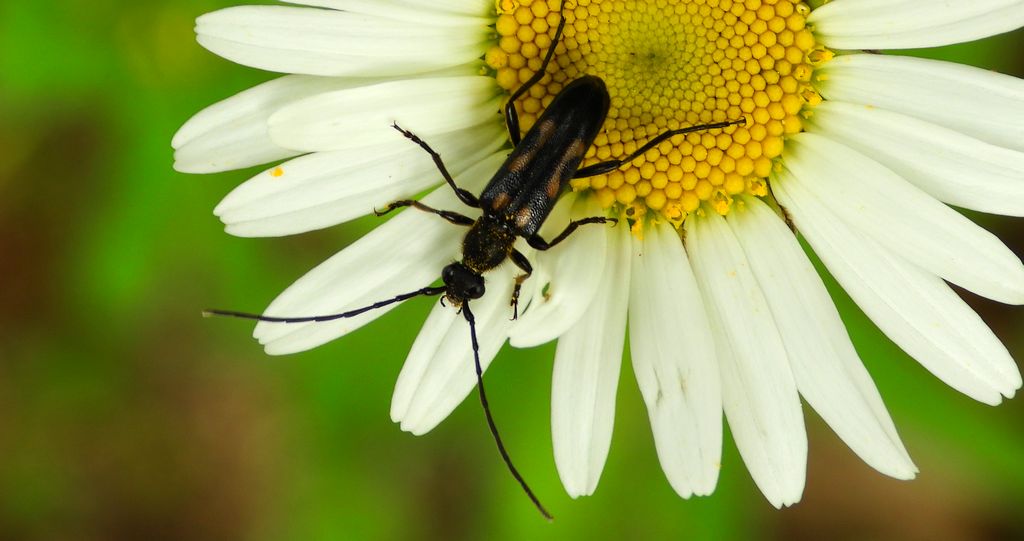 Zmorsznik sześcioplamek (Anoplodera sexguttata)