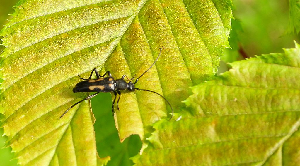 Zmorsznik sześcioplamek (Anoplodera sexguttata)