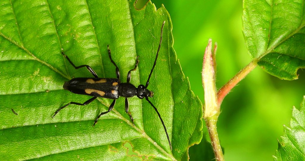 Zmorsznik sześcioplamek (Anoplodera sexguttata)