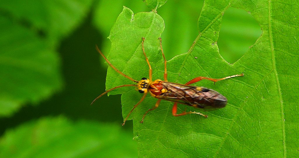 Plesznica kameleonka (Tenthredopsis litterata)